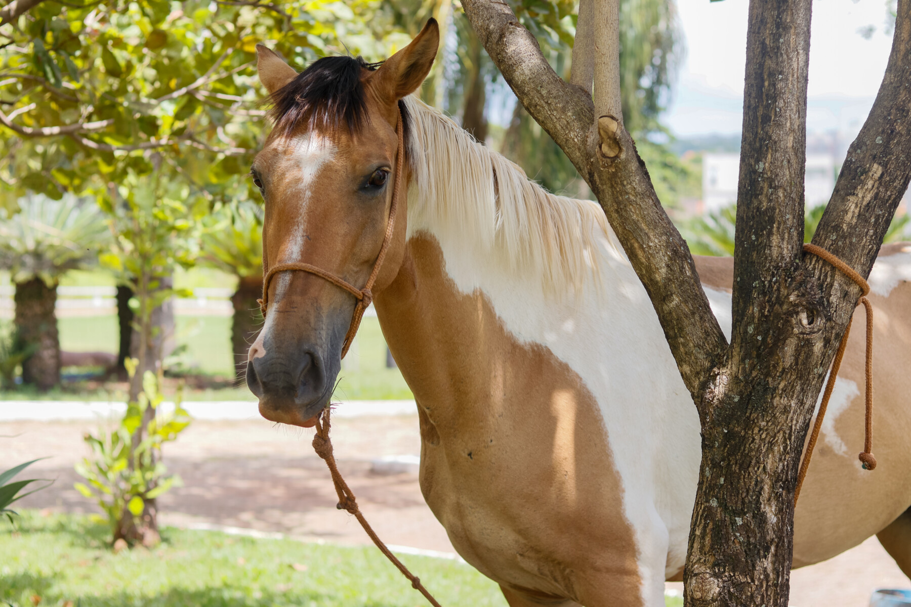 Batizada como “Chuva”, a égua simboliza recomeço, cuidado e transformação no processo terapêutico dos pacientes.jpg